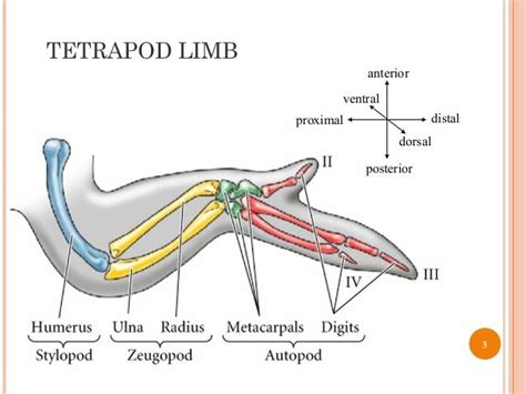 why are tetrapod limbs similar to each other